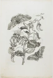 Rupsen, Vlinders en Bloem, 1705-71
